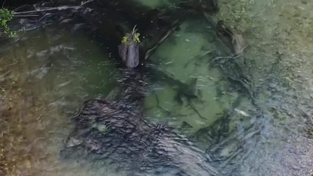 Salmon fishing