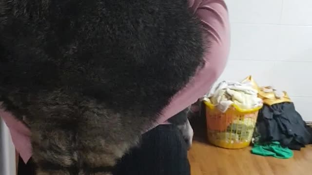 Raccoon, who's grown up but still pretends to be a baby.