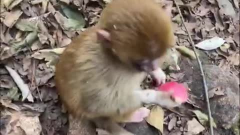 Amazing Monkey Live In The Forest That We