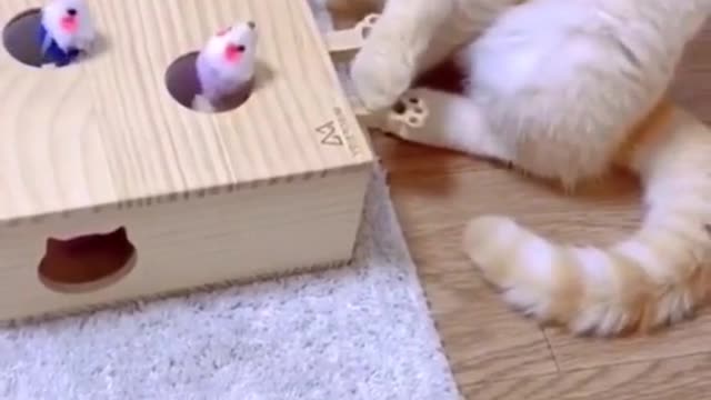 Lovely cat soft playing games