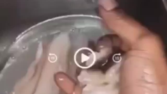 Can someone explain this Fish story