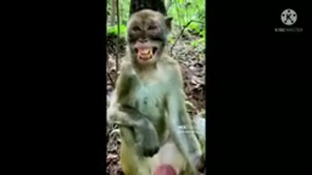 10 second Monkey funny video...