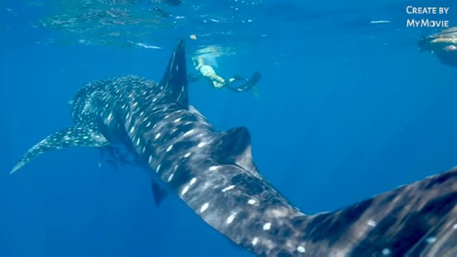 Beautyfull whale shark walking in warer