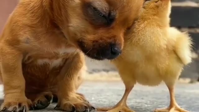Cute puppy