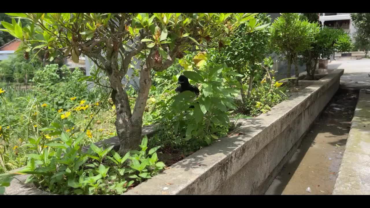 Large and small magpies eating