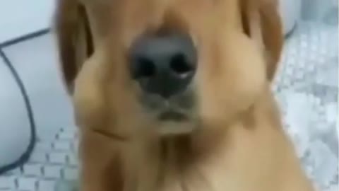 Guilty Dog Reaction Videos #shorts