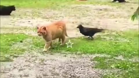 Funny animal video!