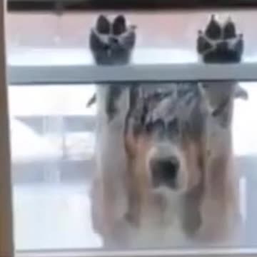 Kittens & Pups-Cutest 2021-Hilariously Cute 3