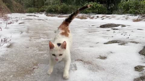 Cats in the snow: a big orange shrunk into a ball cold