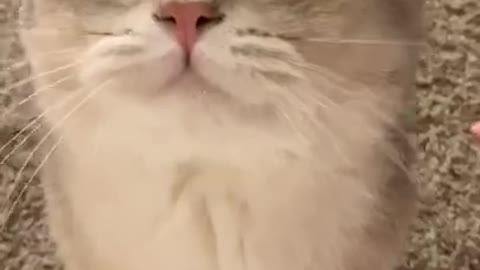OMG - Cute kitten meowing 2021