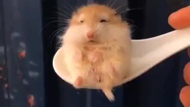Little Hamster Sitting On A Spoon