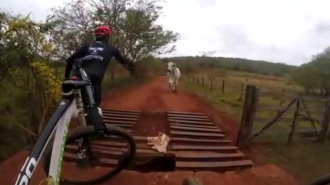 ox attacks cyclist