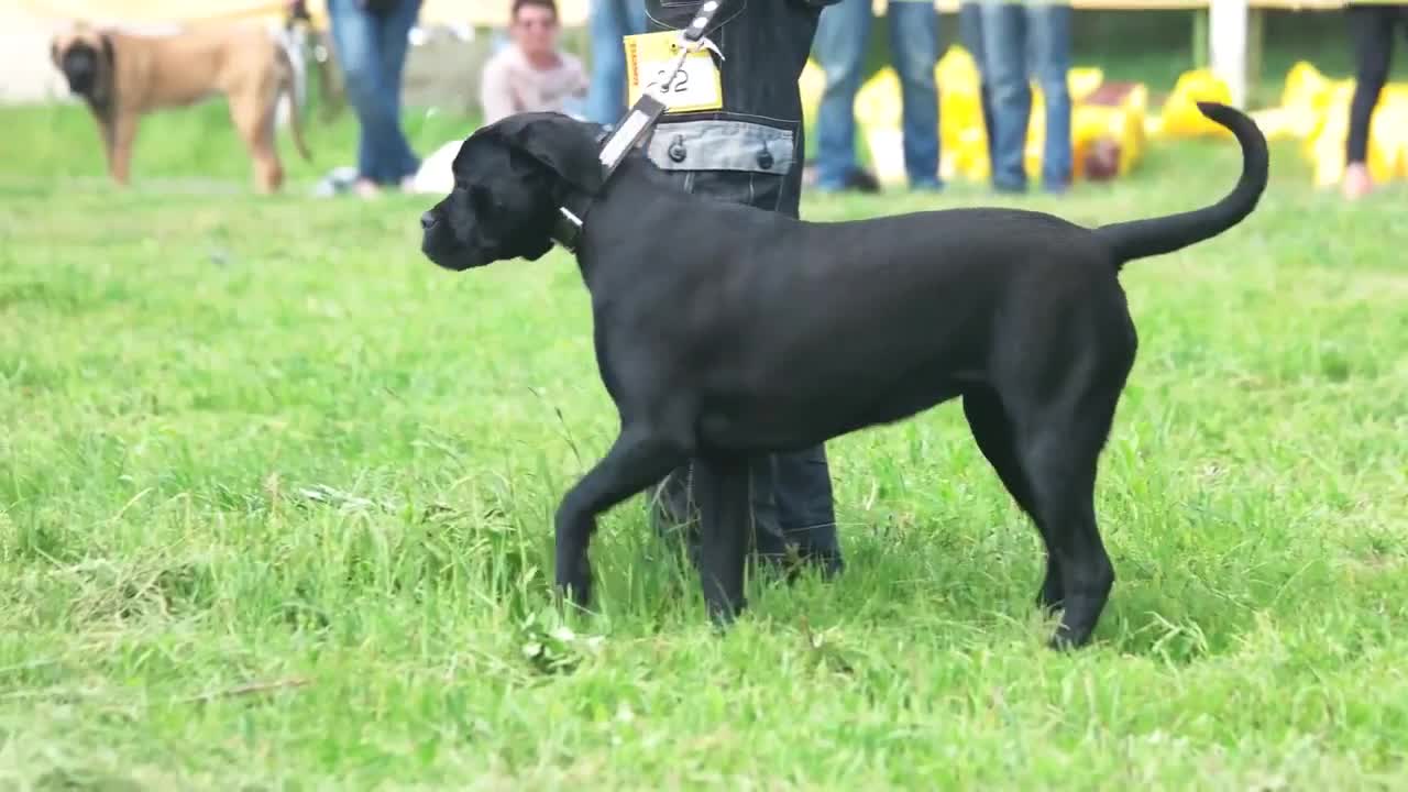 Basic training for dog owners