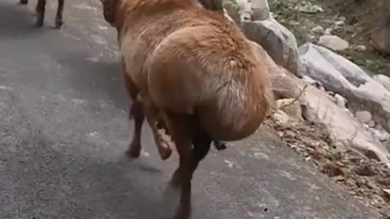 funny dancing animals