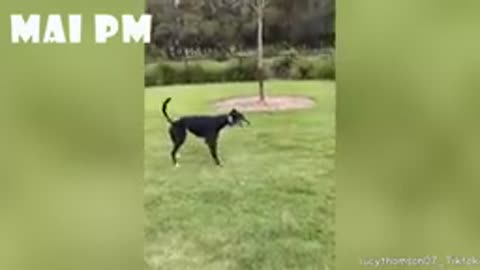 I think these dogs are broken! 😂LAUGH at FUNNY DOGS compilation🤣 2021