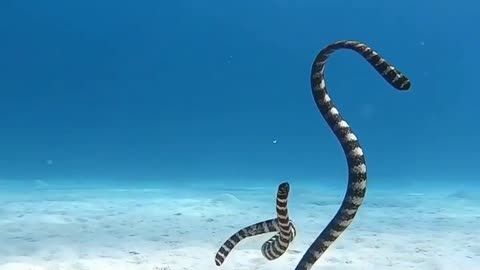 Amezing snake in the sea