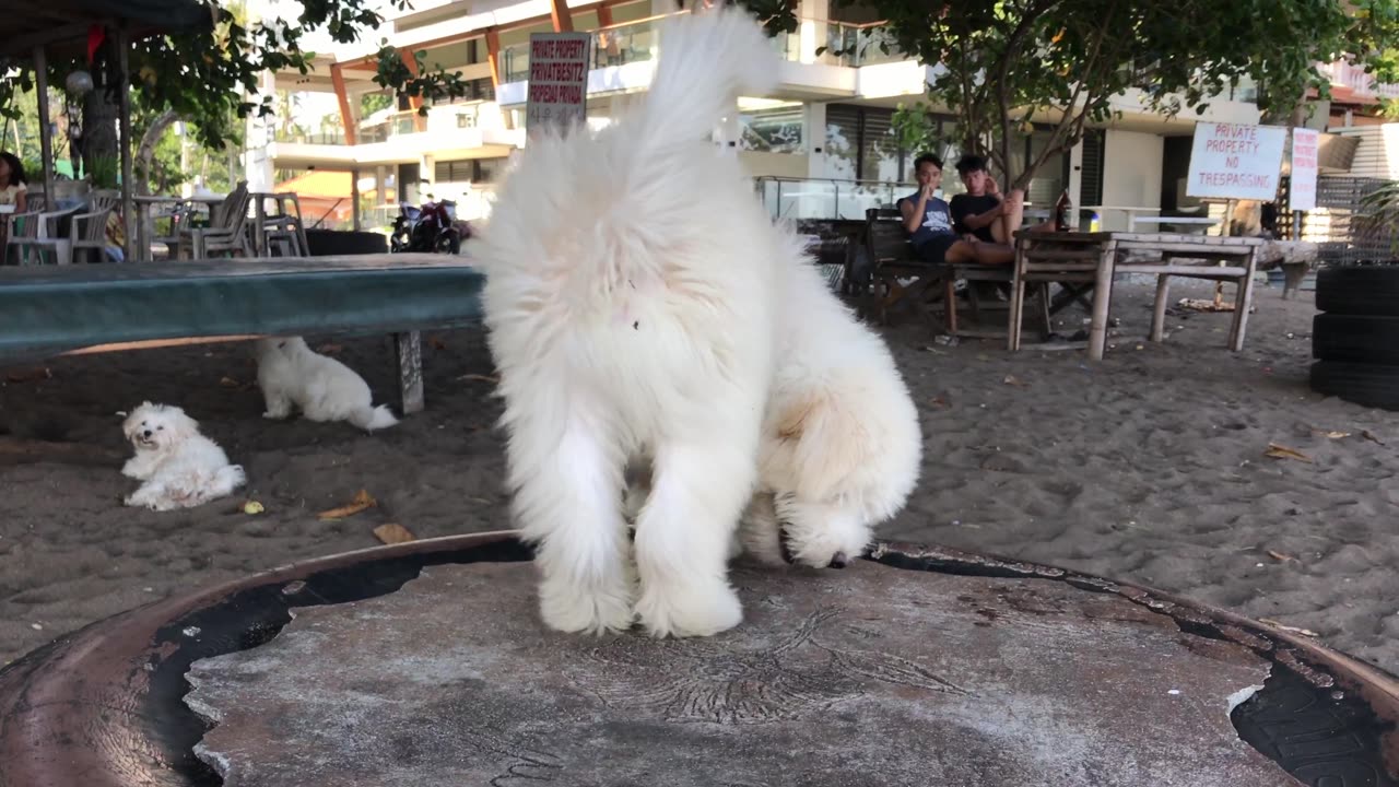 cute puppy doesn't know how to climb down the table