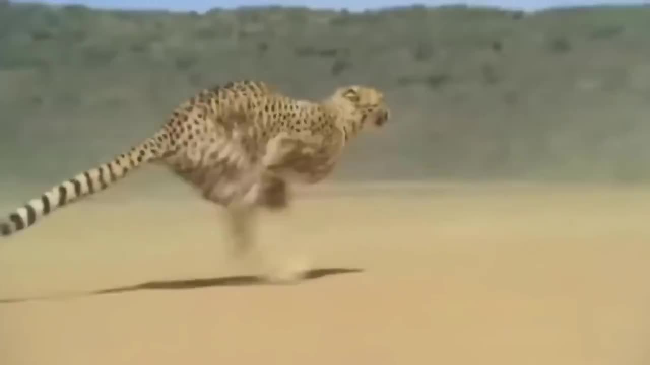 Cheetah - Chase Compilation