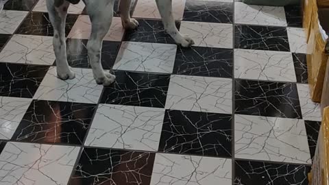 Pitbull Bruce wanting tô play