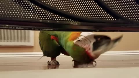 parrot training video