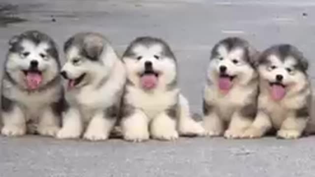 Funniest Animals Video - Best Cats😹 and Dogs🐶 Videos of the Week 2022!