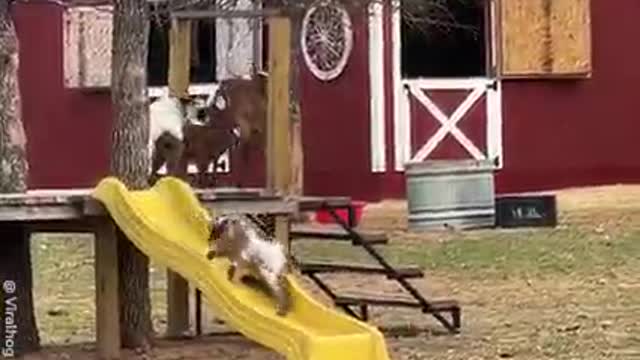 Pets, funny,distinctive