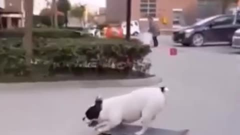 Skating Dog 🐶 , he is professional 🤣🐕