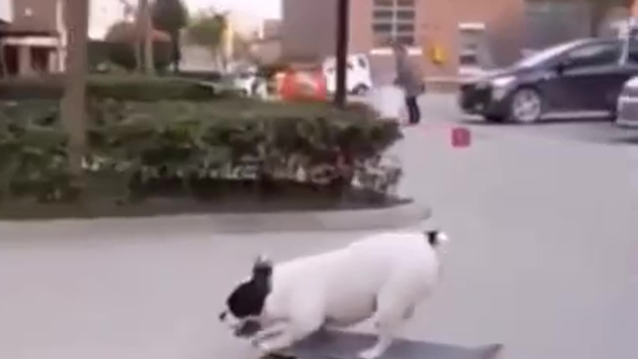 Skating Dog 🐶 , he is professional 🤣🐕