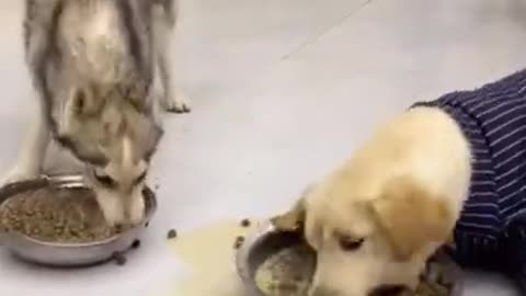 Funny dogs hungry...