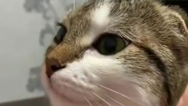 OmG cat doing Funny things shocked