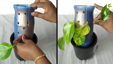 Plants Growing In Plastic Bottles_ bottle Planter_Recycle plastic Bottle Into Planter_ORGANIC GARDEN