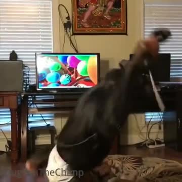 Chimpancé explota globos en una realidad virtual