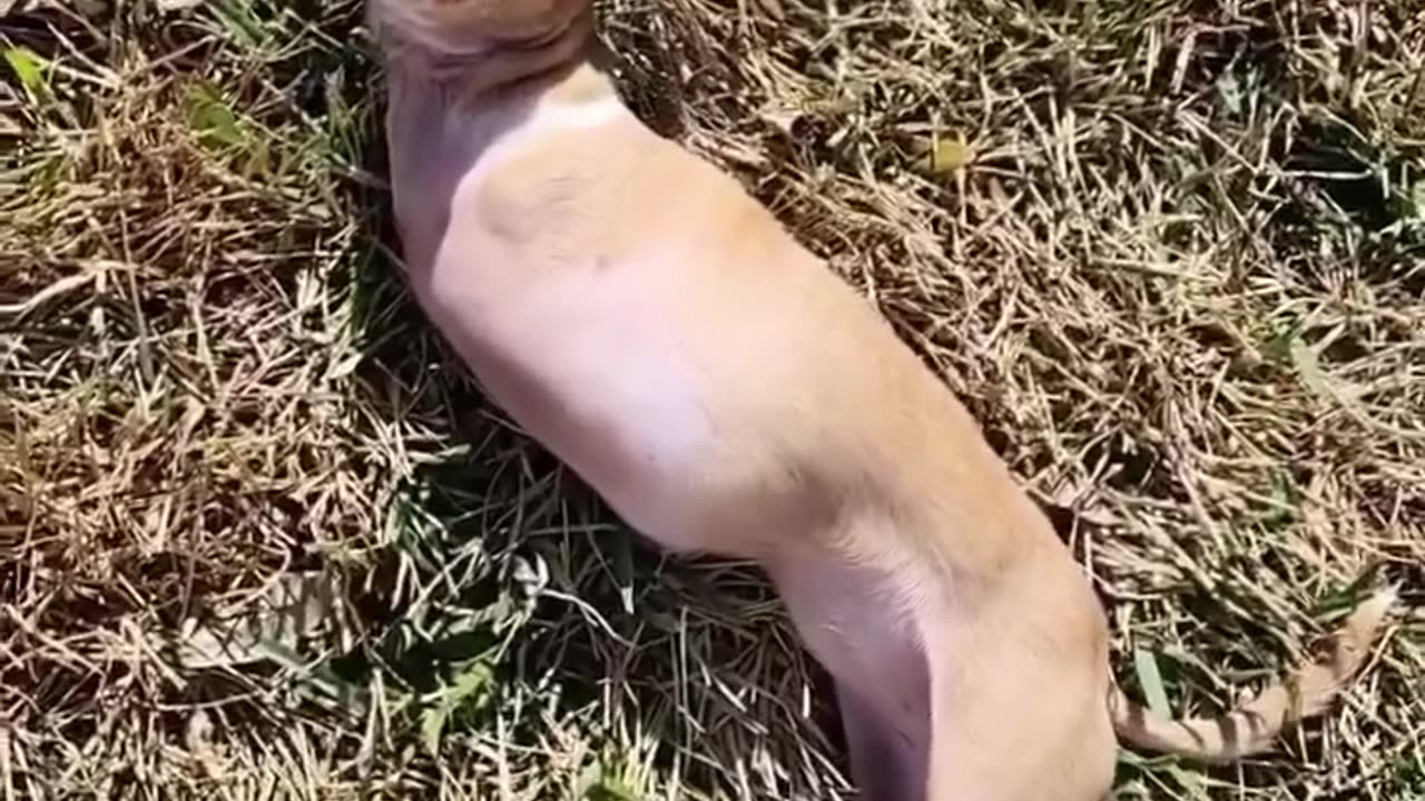 Cute dog