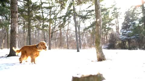 Enjoy baby play snow with his dogs