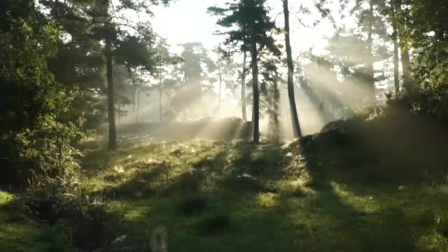 Nature + Birds Sounds, Relaxing Music Life