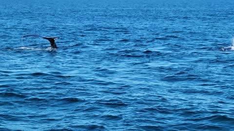 Humpback Whales