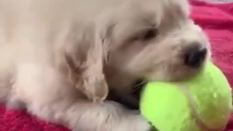 Small Mouth Big Ball - Cute puppy trying to hold pit ball.