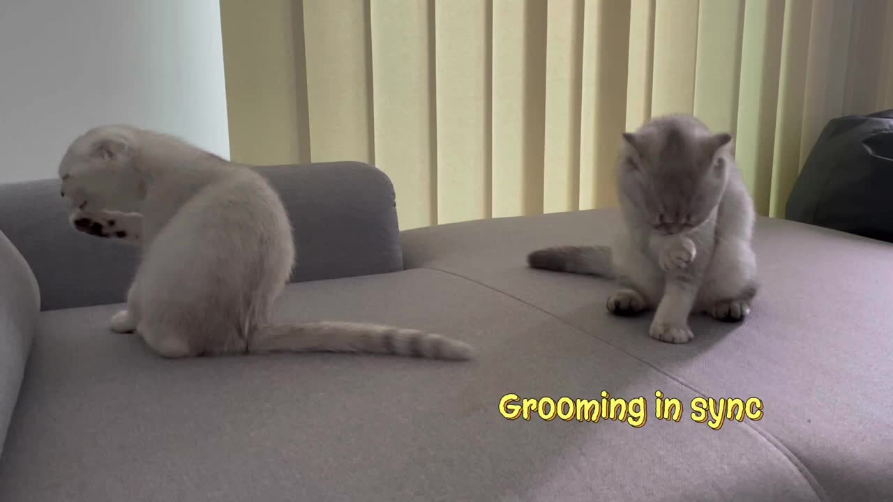 Scottish Fold kittens play, eat, groom, sleep and repeat literally