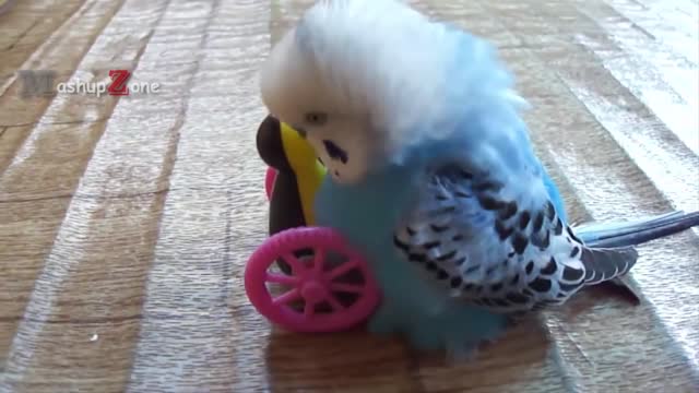 FUNNIEST PARROTS - Cute Parrot And Funny Parrot Videos Compilation [BEST OF