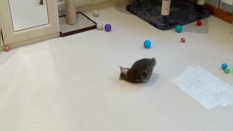 Tiny Kitten Adorably Plays With Toys