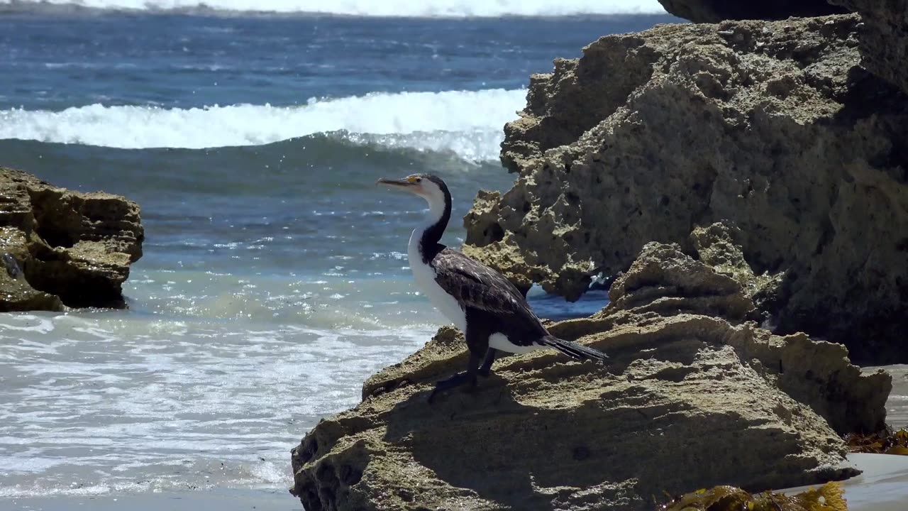 Bird cormorant beak