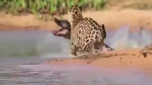 Crocodile was defeated in the river unexpected