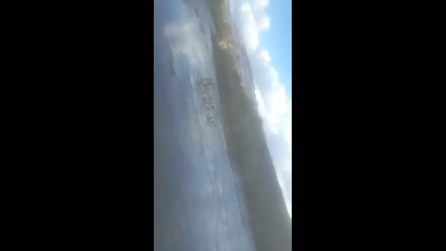 duck group on river