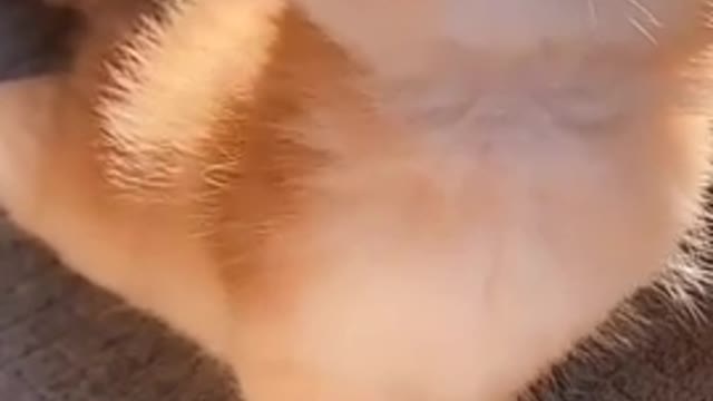 Short video of beautiful cat