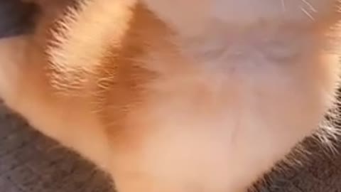 Short video of beautiful cat