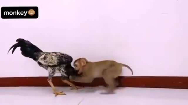 Monkey wrestles with the Rooster