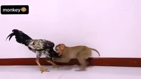 Monkey wrestles with the Rooster