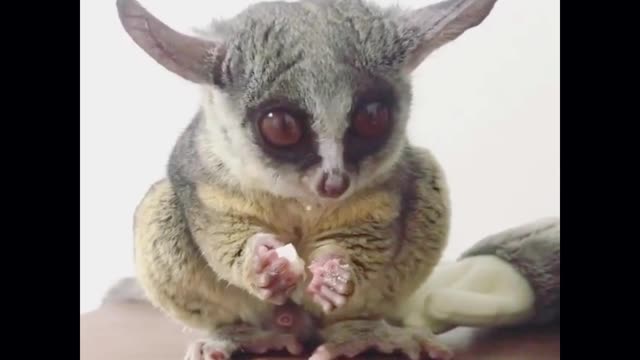 Do you know these little animals