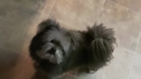 German shepherd shakes hand for treat