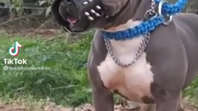 !! Animal videos !! Dog !! World Best dog !! Super pitbull dog !!